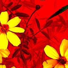 服务器攻击方式